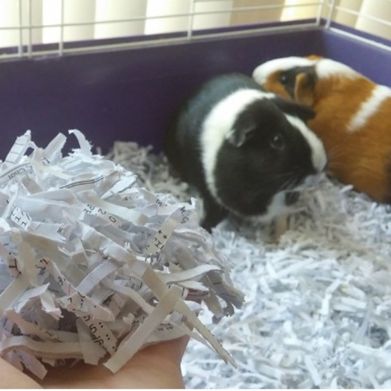 shredded paper uses